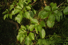 Hymenodictyon obovatum